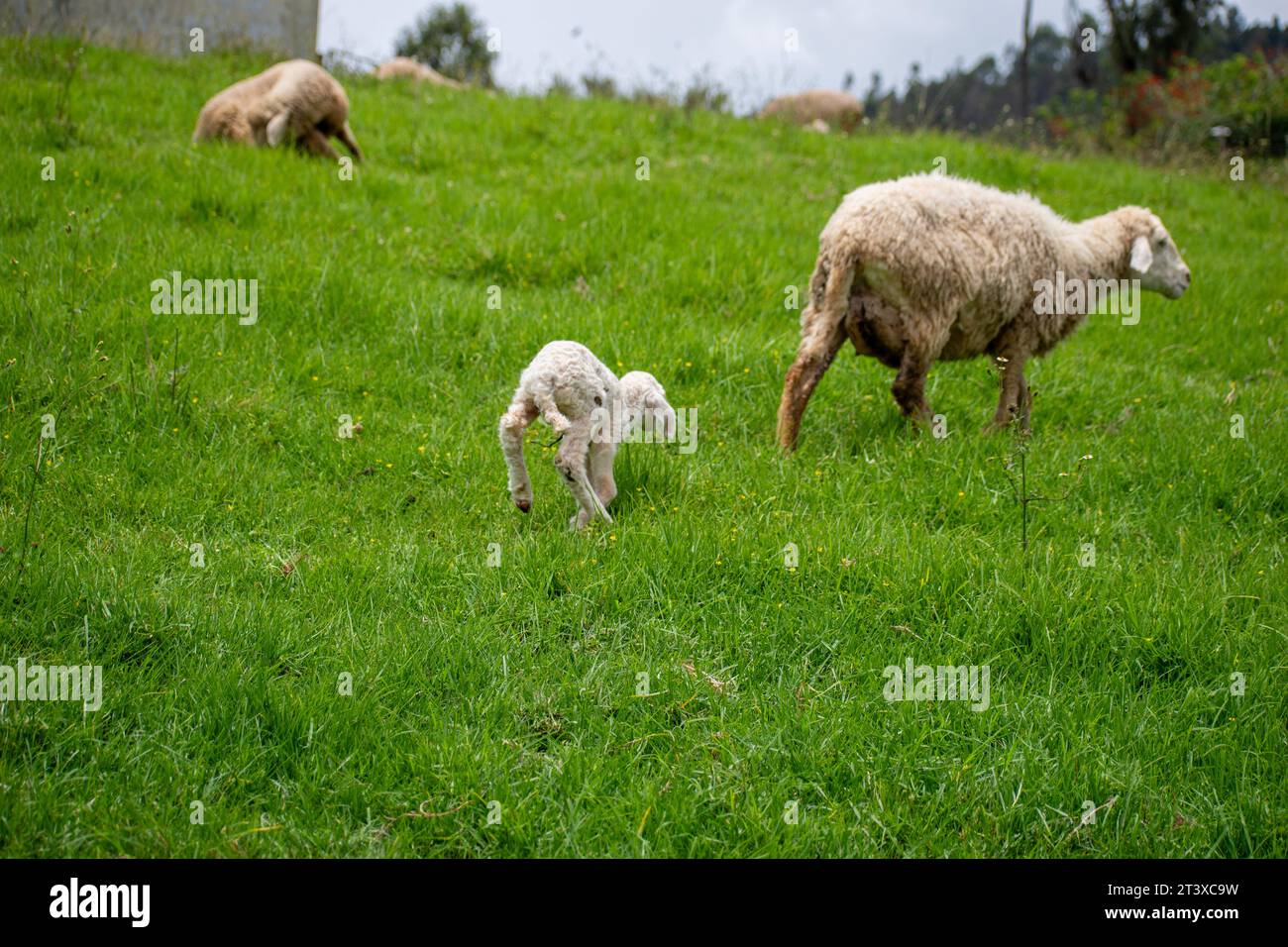 A Picture of a baby lamb grazing with mother sheep Stock Photo - Alamy