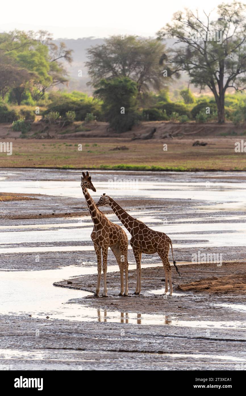 Self drive Safari trough the wilderness of Kenya Stock Photo