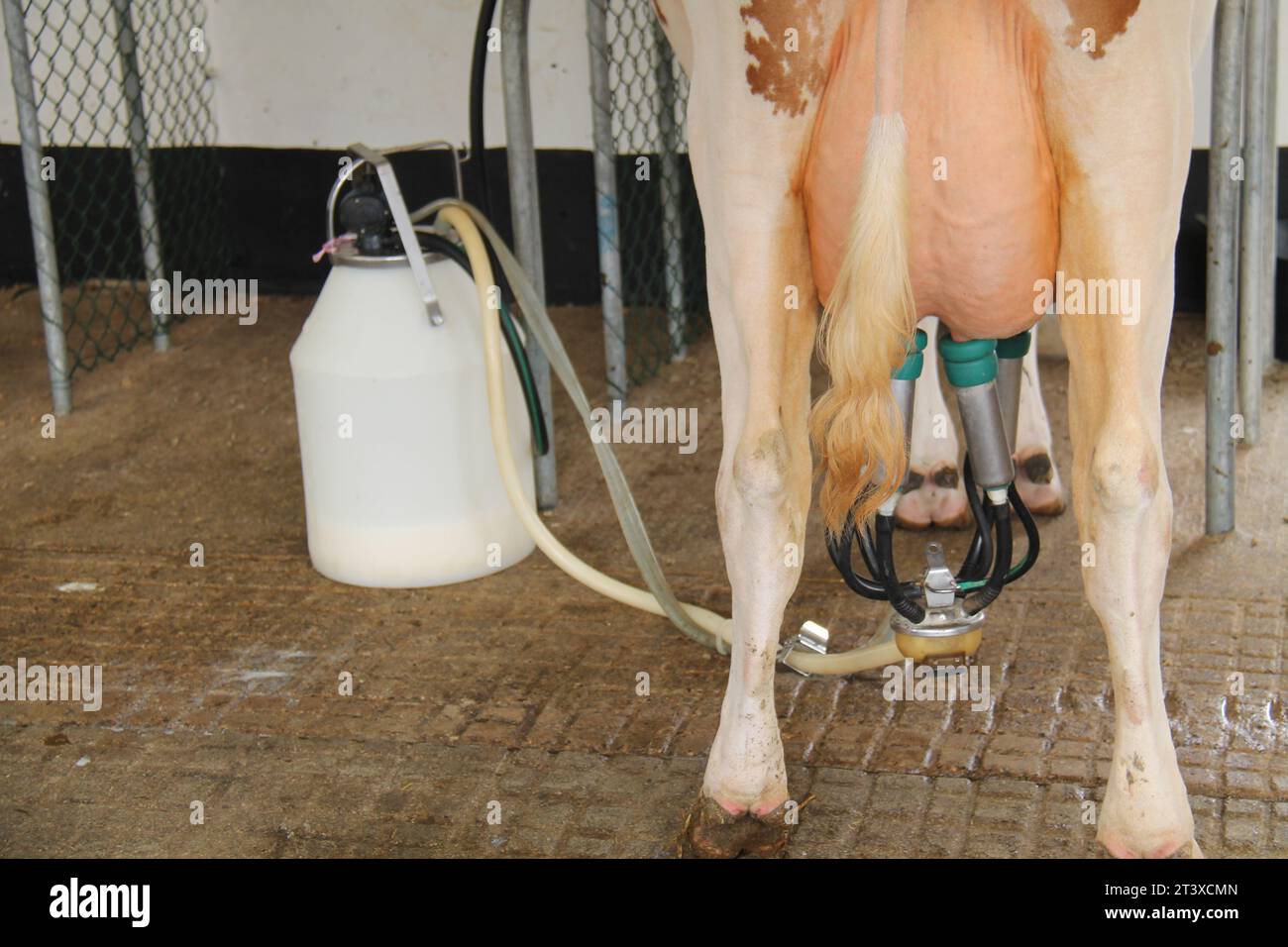 The Udders of a Farm Cow Being Milked Stock Photo Alamy