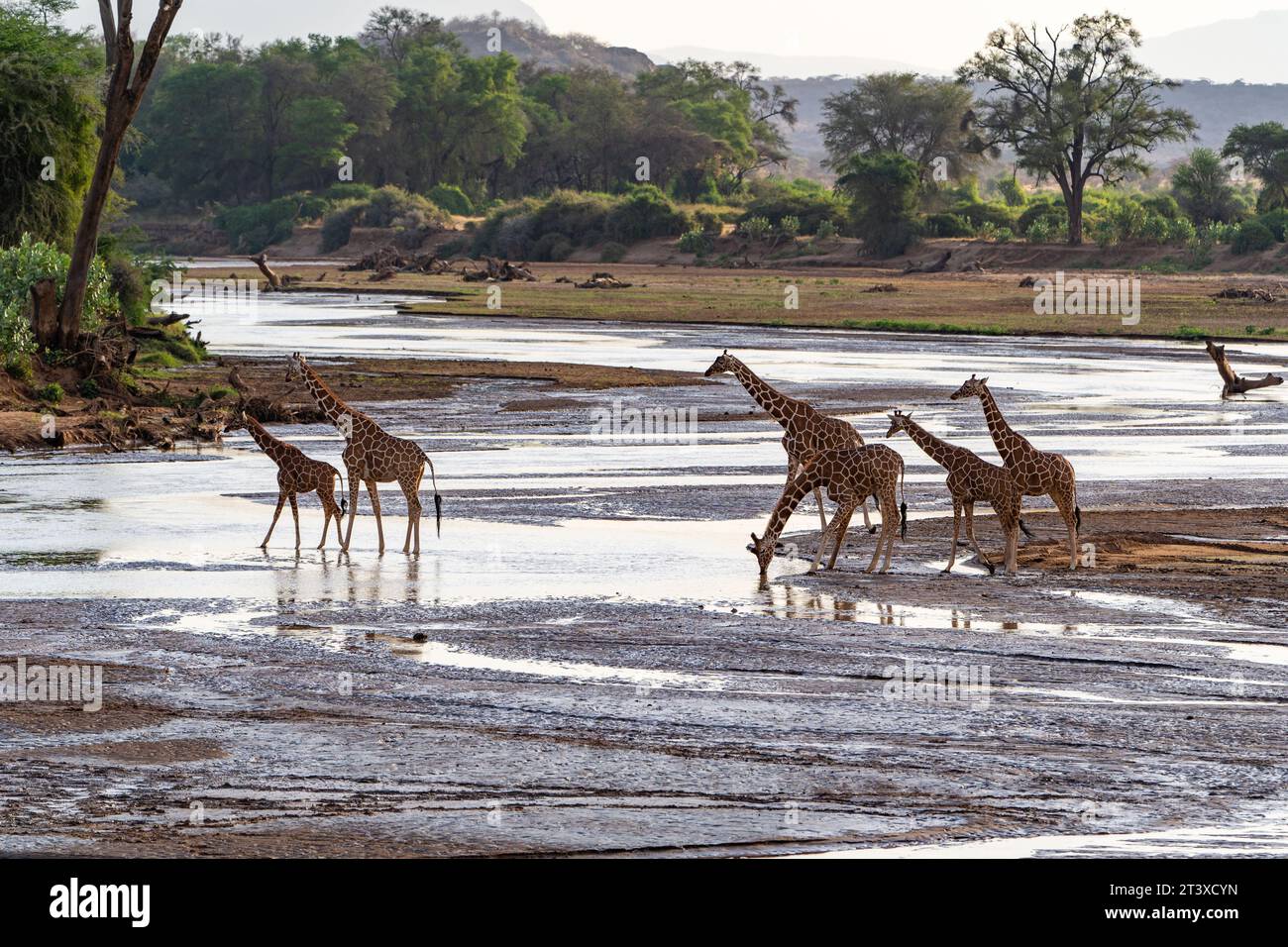 Self drive Safari trough the wilderness of Kenya Stock Photo