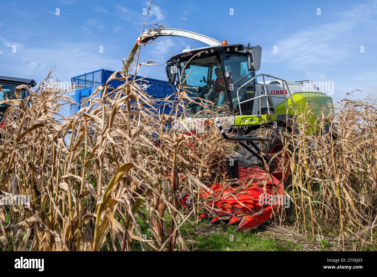 Mark Troy Agricultural Contractors, West Cork, Ireland, harvests maize
