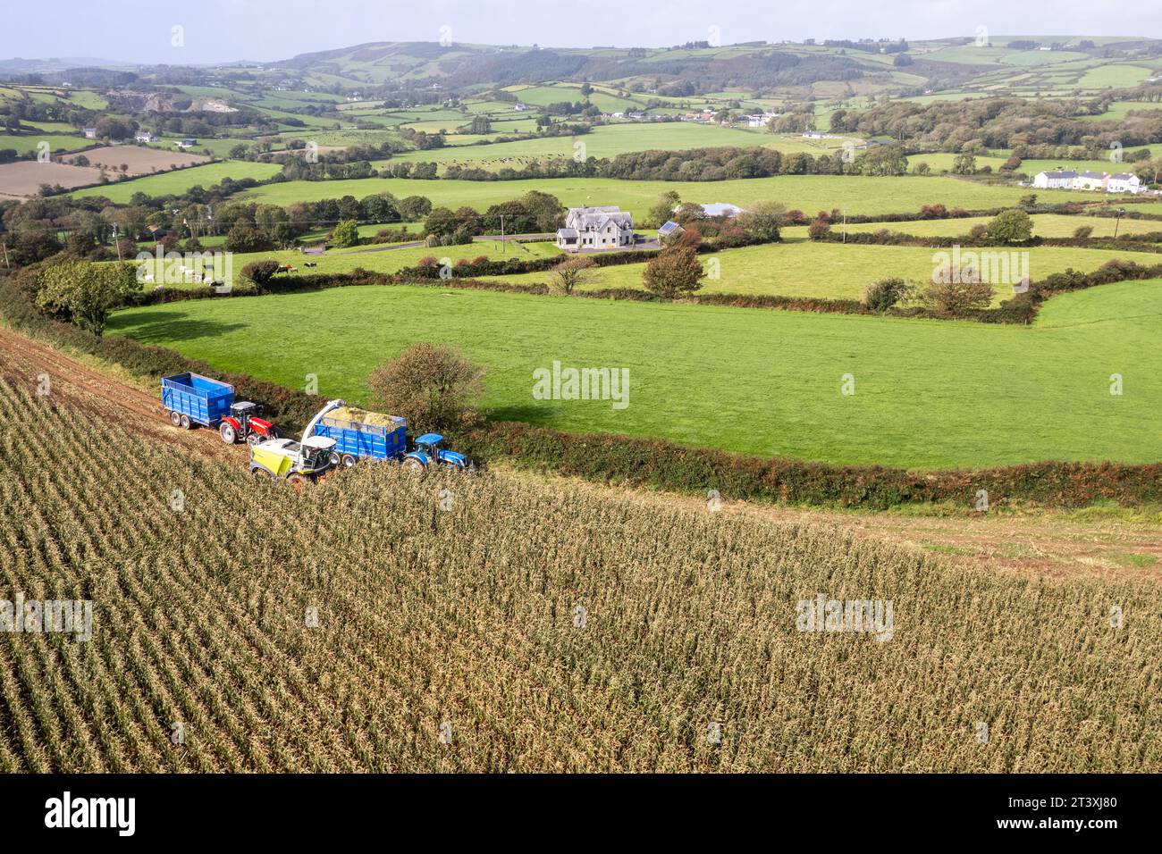 Mark Troy Agricultural Contractors, West Cork, Ireland, harvests maize using a Claas Jaguar 990