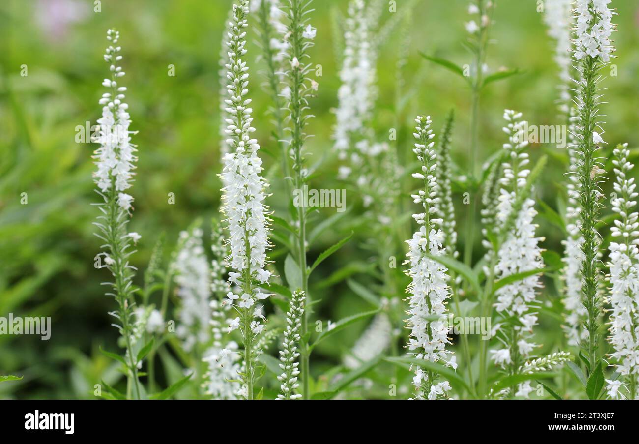 The white flower spikes of Veronica Stock Photo