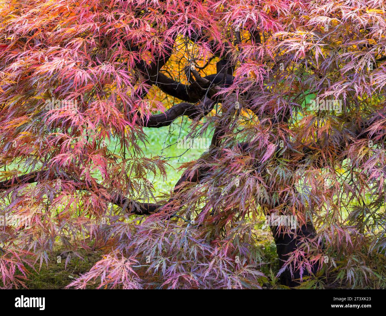 Red Leaves, Autumn, Harcourt Arboretum, Oxfordshire, England, UK, GB. Stock Photo