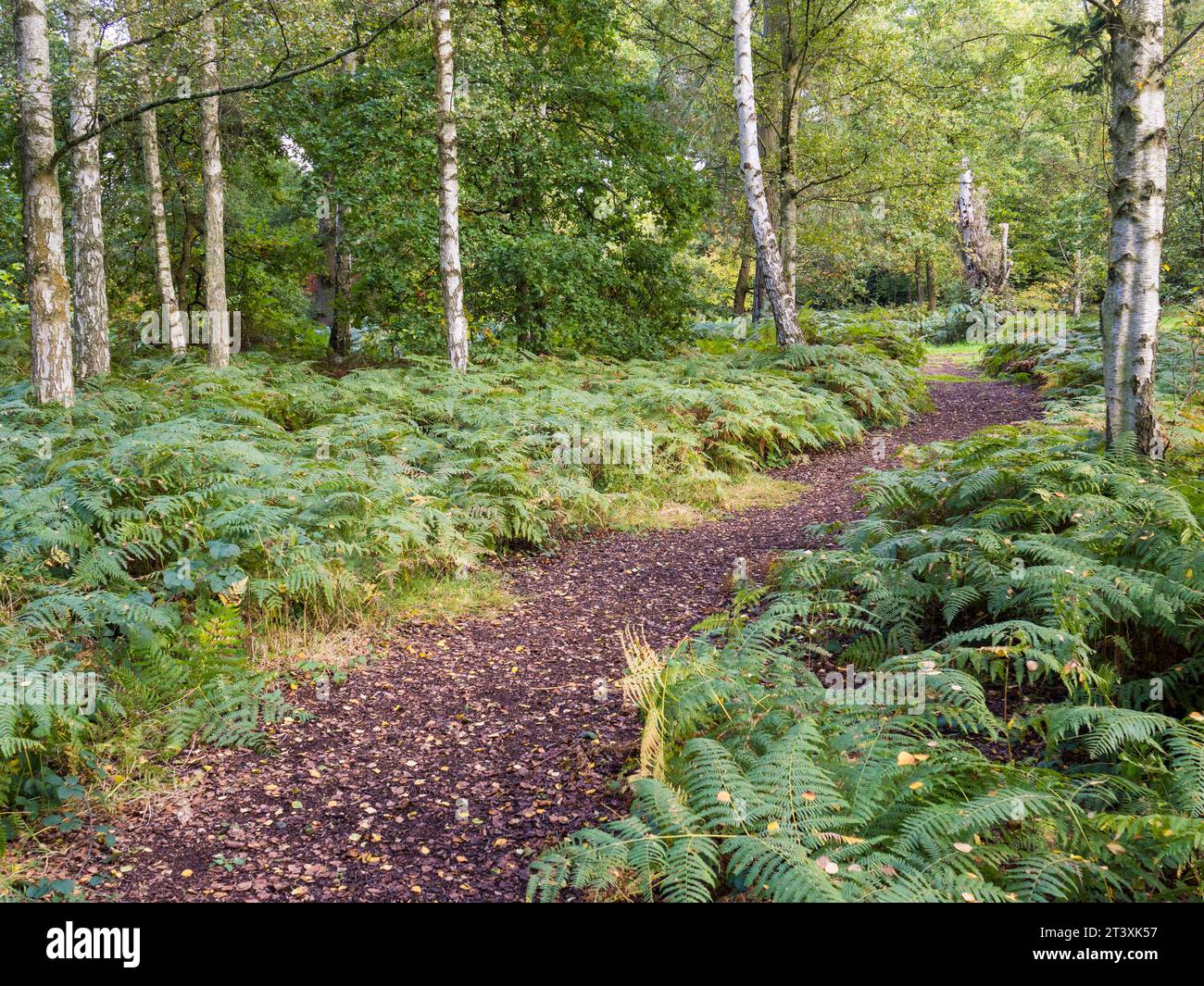 Path leading threw Autumn Landscape of Trees and Ferns, Harcourt Arboretum, Oxford, Oxfordshire, England, UK, GB. Stock Photo