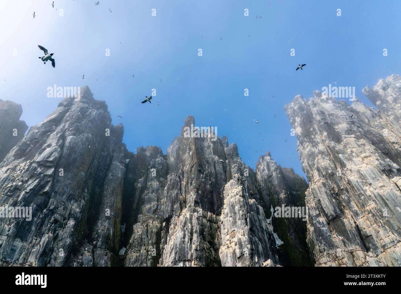 Bruennich's Guillemots (Uria lomvia), Alkefjellet, Spitsbergen, Svalbard Islands, Norway. Stock Photo