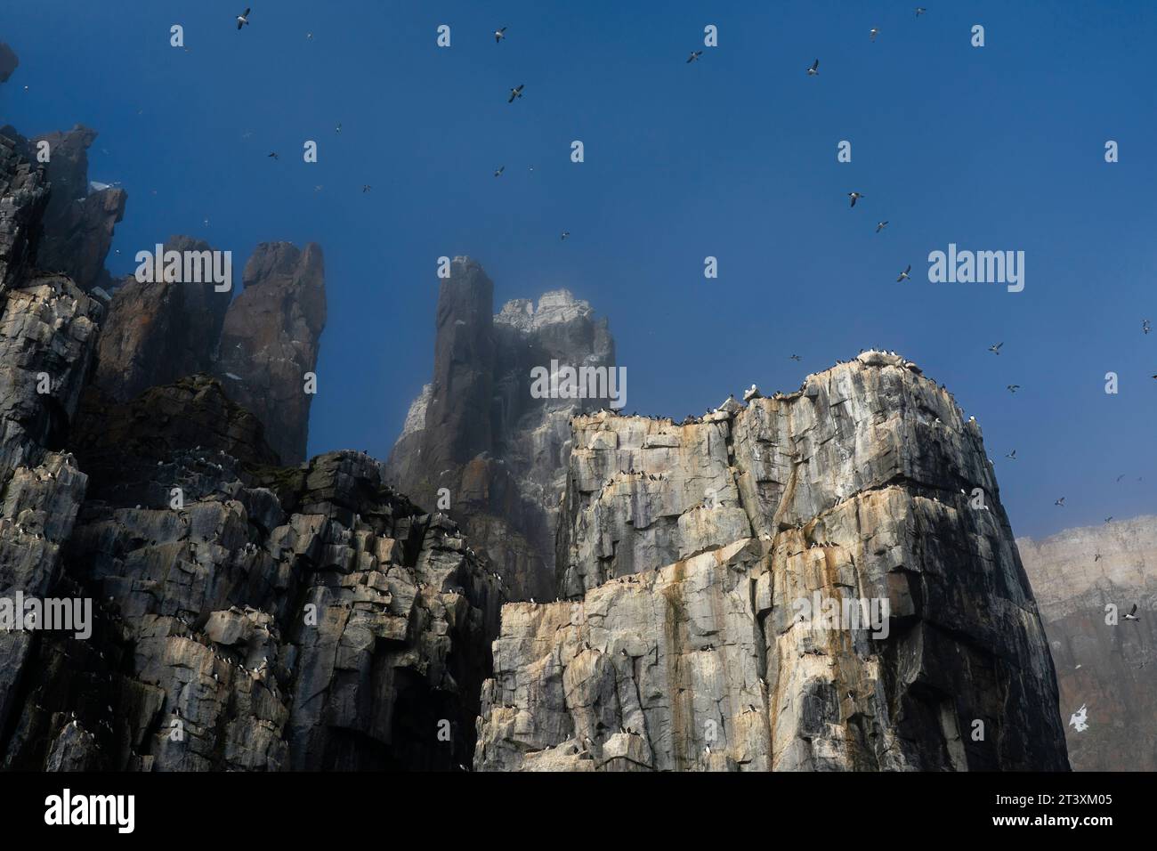 Bruennich's Guillemots (Uria lomvia), Alkefjellet, Spitsbergen, Svalbard Islands, Norway. Stock Photo