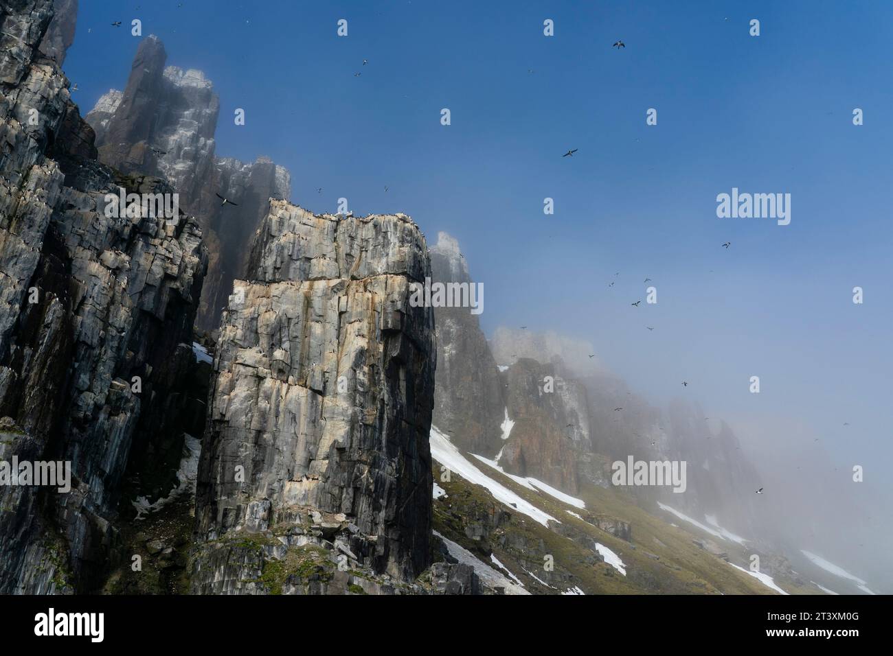 Bruennich's Guillemots (Uria lomvia), Alkefjellet, Spitsbergen, Svalbard Islands, Norway. Stock Photo