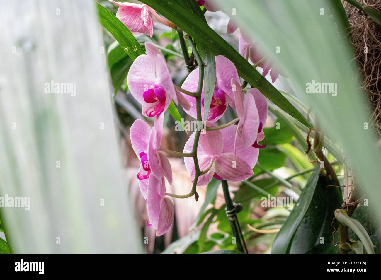 Orchids full bloom on flower garden pink . High quality photo Stock Photo