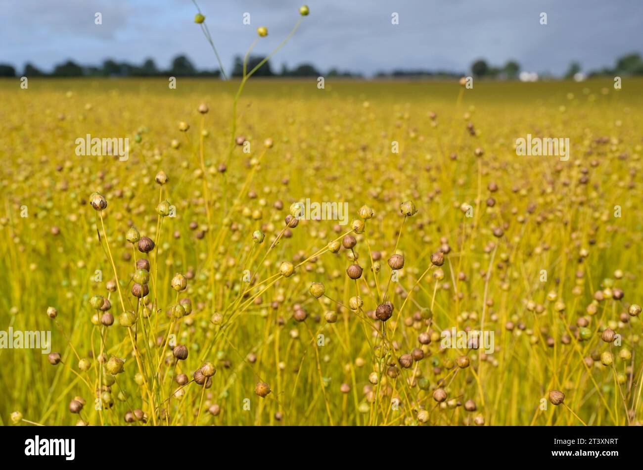 Linseed crop hi-res stock photography and images - Alamy