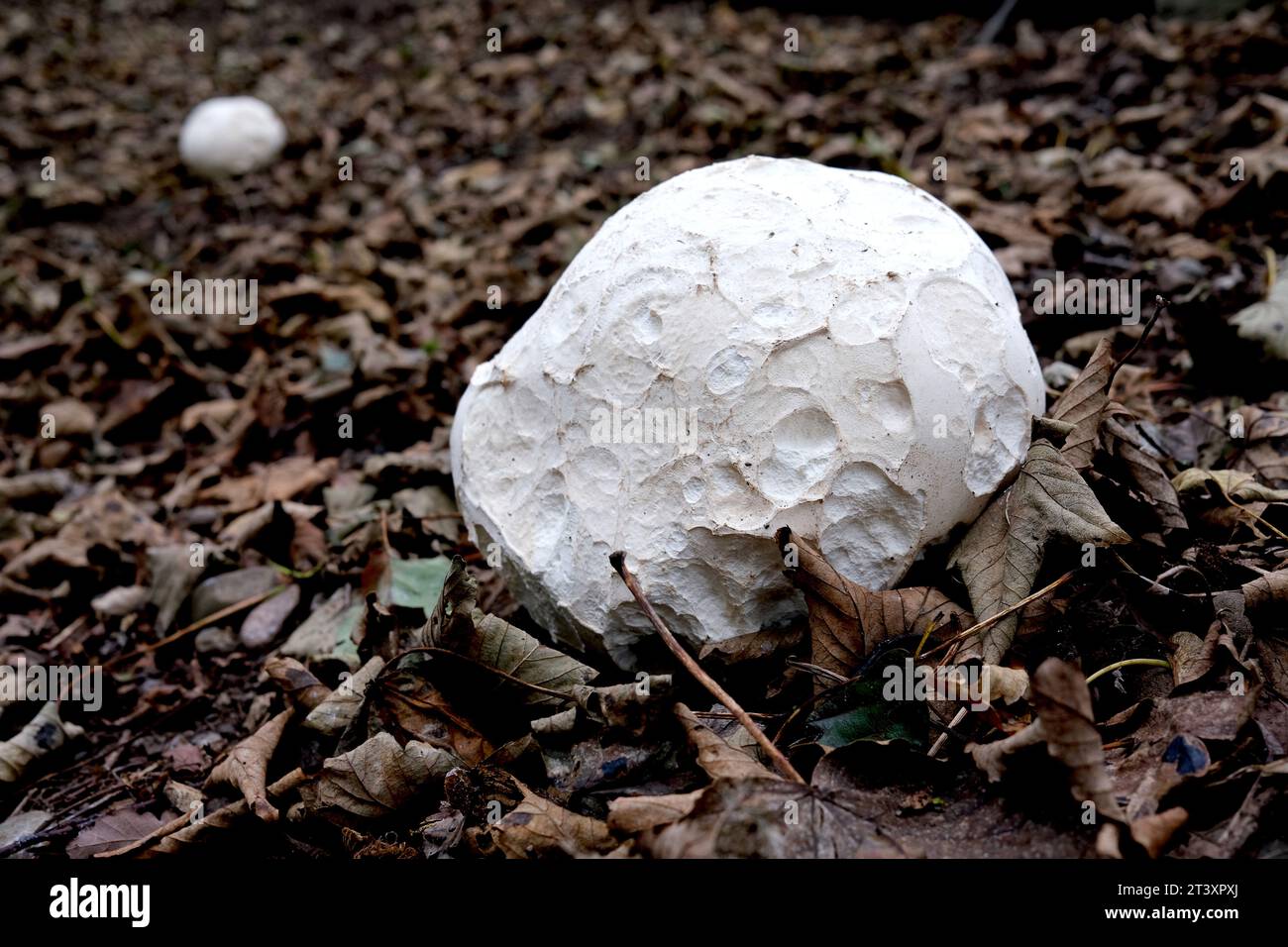 Giant fungi puff balls in woodland Stock Photo