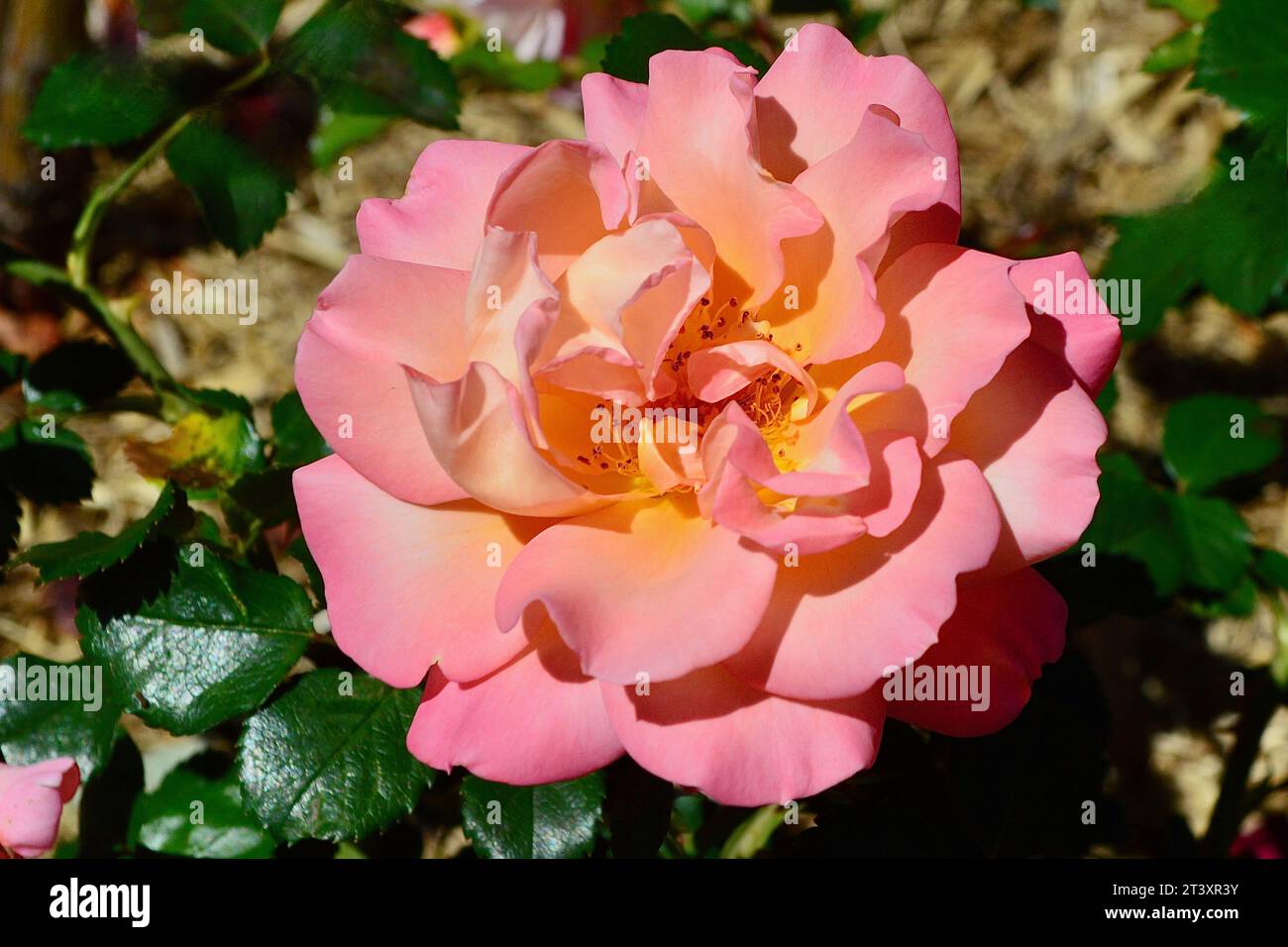 A brightly colored rose in the spring sunshine Stock Photo - Alamy