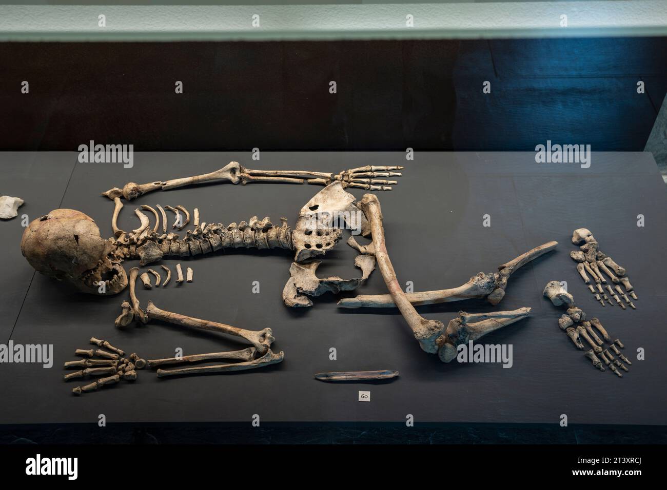 skeleton of a woman, individual burial in a flexed position on her side, 4600 BC, Aizpea shelter, Museum of Navarra, Pamplona, Navarra,Spain. Stock Photo
