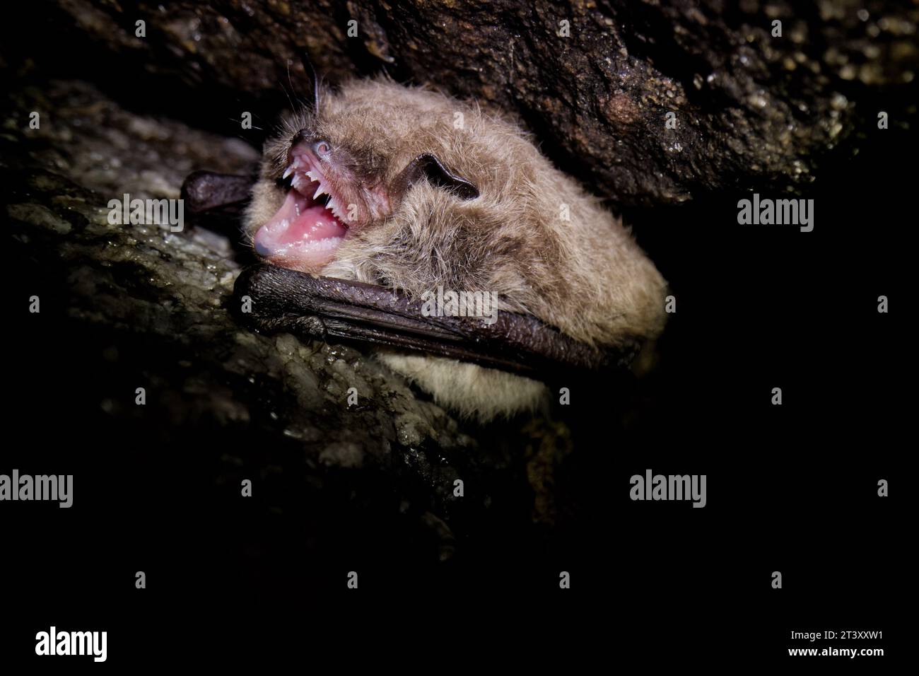 Daubenton's bat hibernating in a cave Stock Photo - Alamy