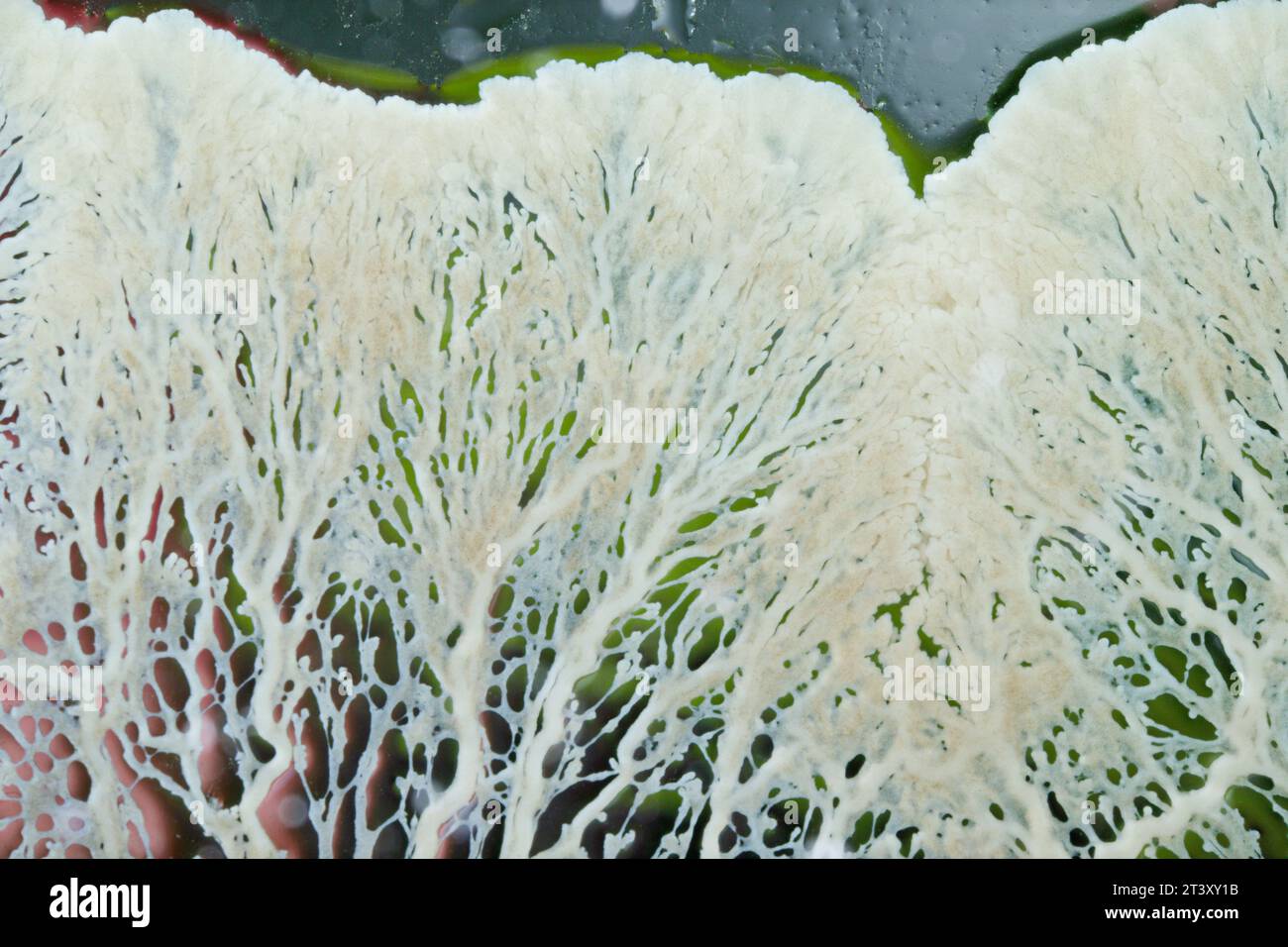 Plasmodial slime mold growing on a glass surface Stock Photo