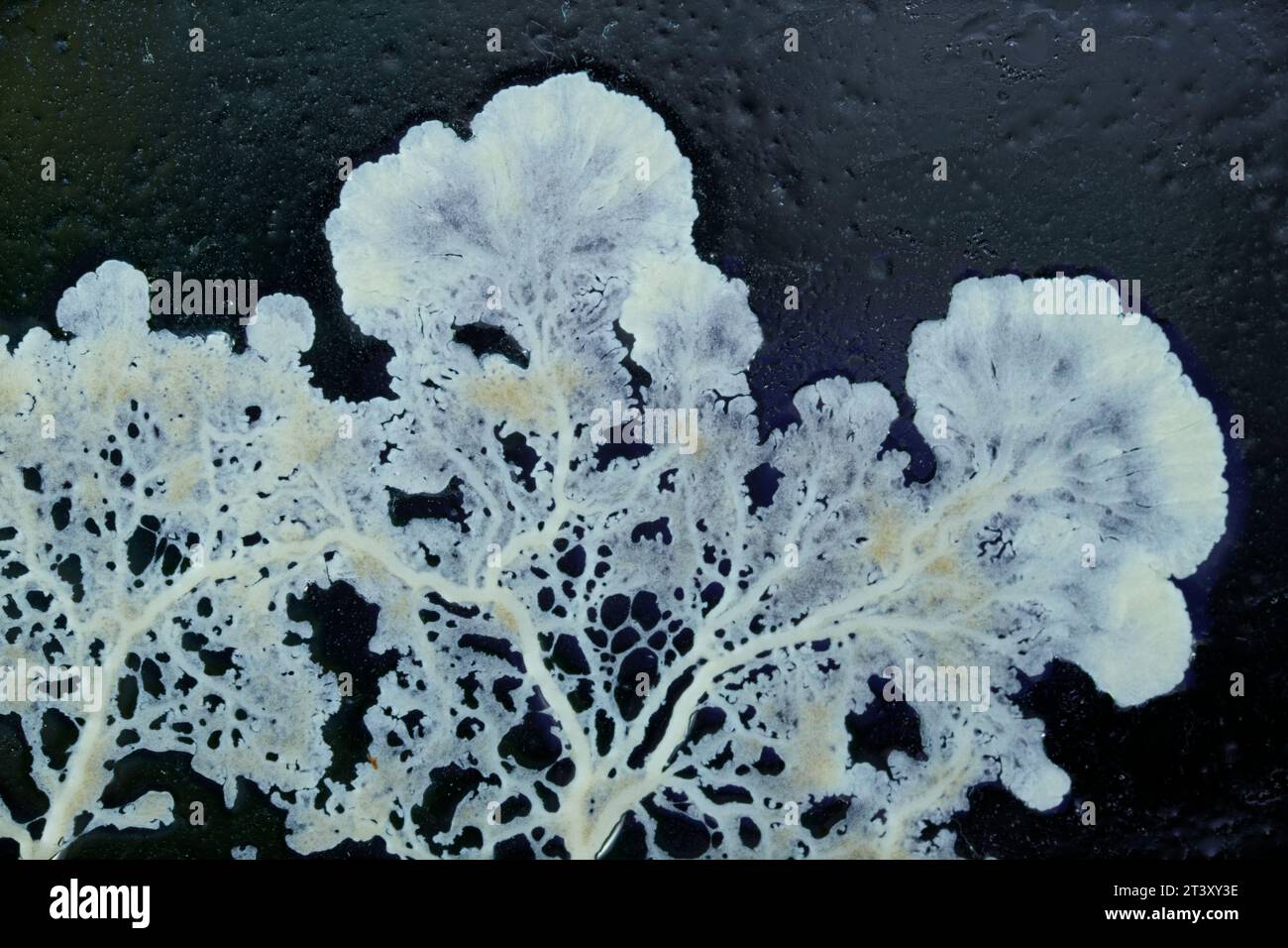 Plasmodial slime mold growing on a glass surface Stock Photo