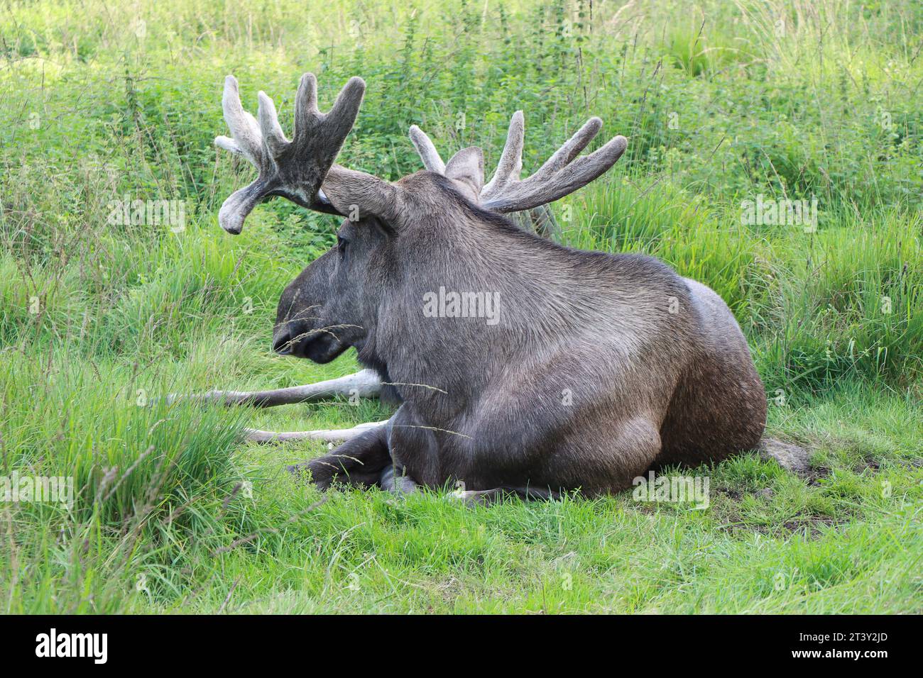Moose or Elk, Alces wapiti  in the nature habitat Stock Photo