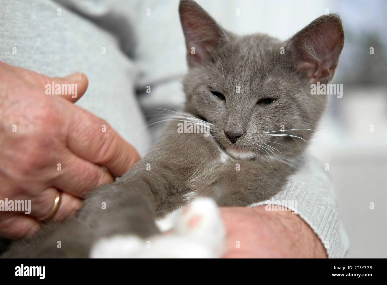 Elderly man sits and strokes a cat, feline therapy. Old man stroking a