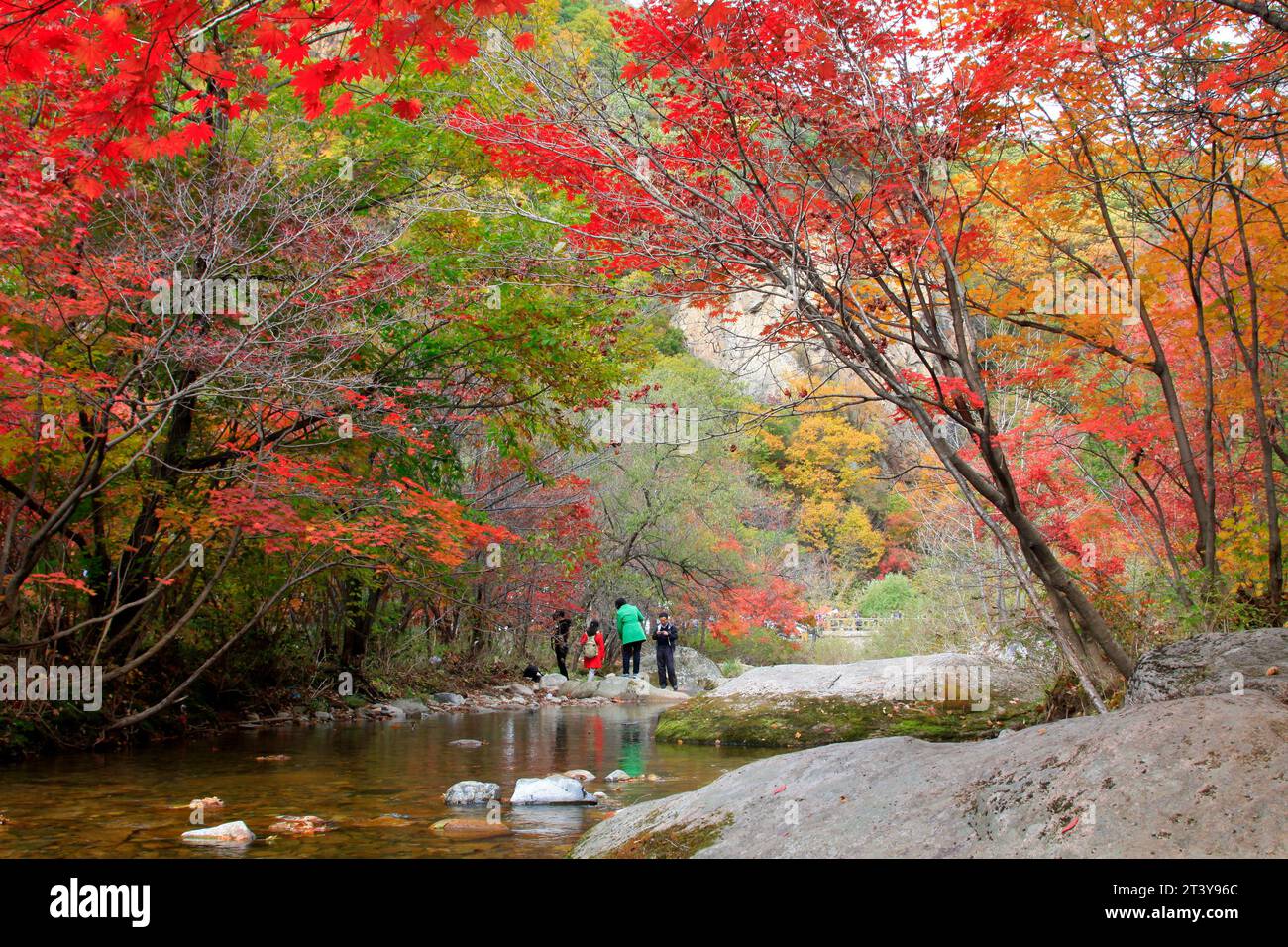 Chinese Maple Tree Spring Maple leaves in china hi-res stock photography and images - Alamy