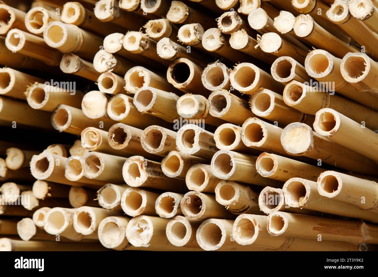 Bamboo piles hi-res stock photography and images - Alamy