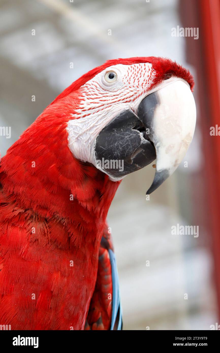 The Ara chloropterus is a large, red, yellow and blue South American ...