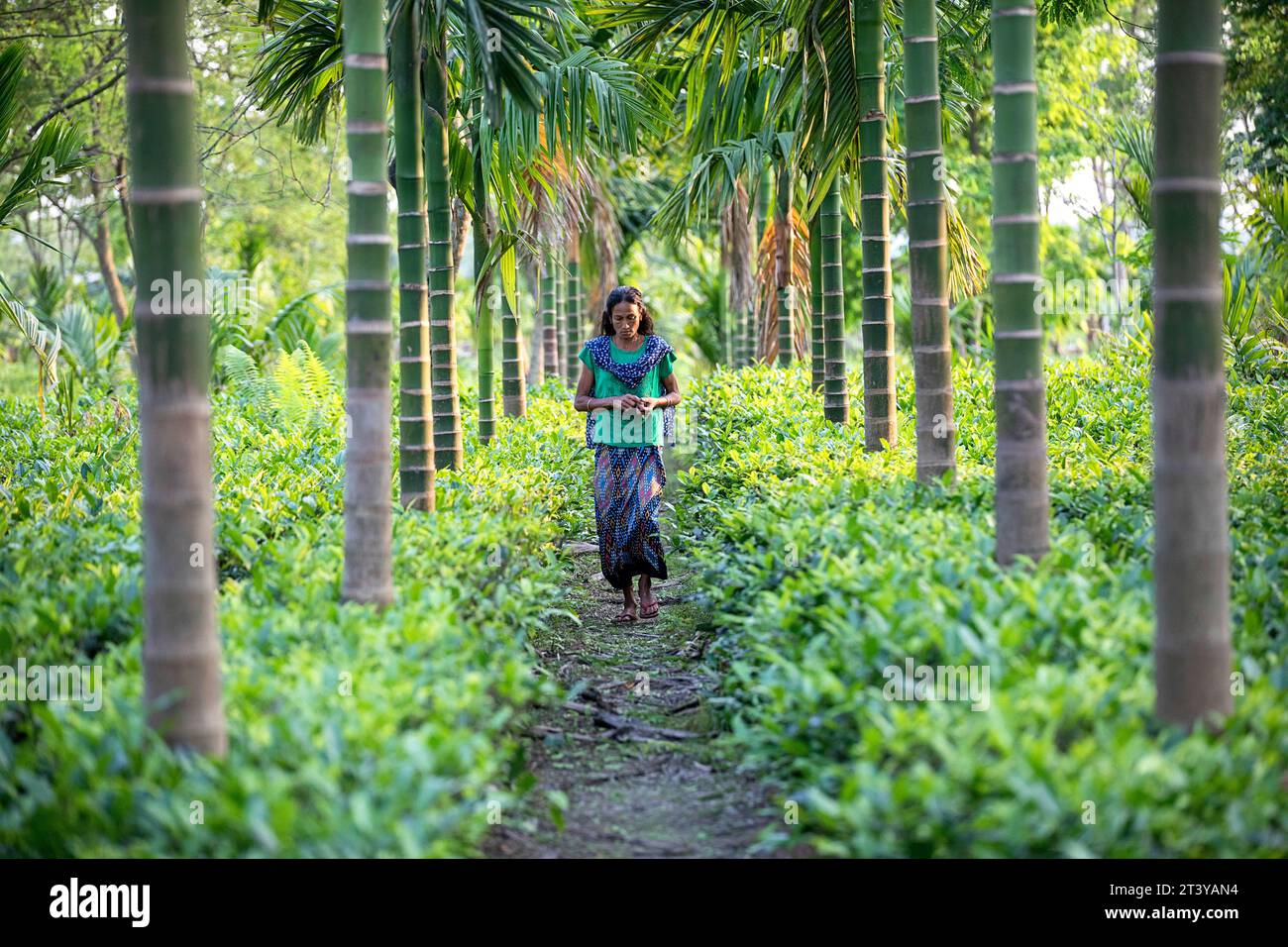 Woman walking on the path in tea plantation, surrounded with palm trees Assam in Northeast India Stock Photo