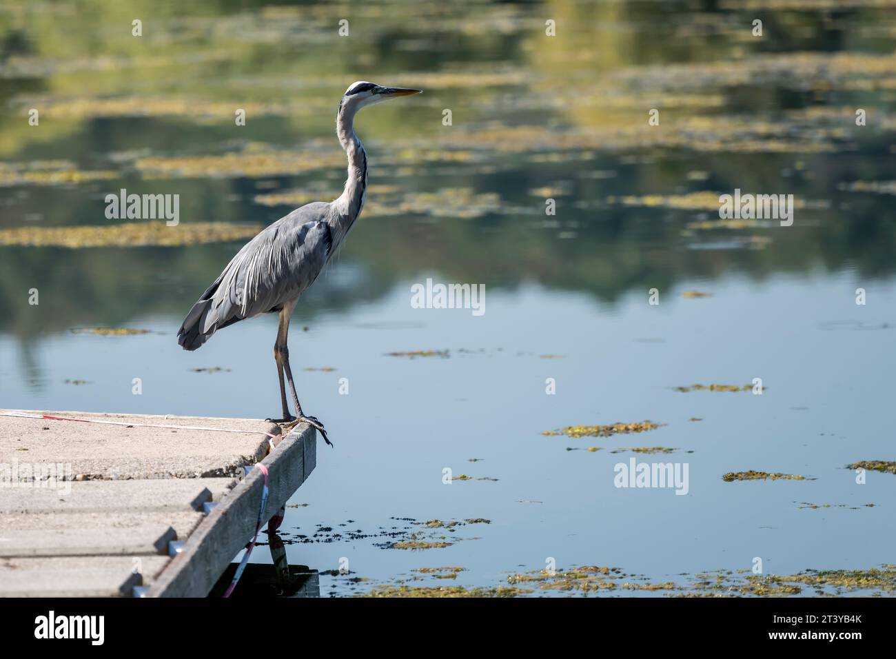 Heron Standing On Jetty Edge At Lake Max Eyth See In Urban Public Park heron-standing-on-jetty-edge-at-lake-max-eyth-see-in-urban-public-park