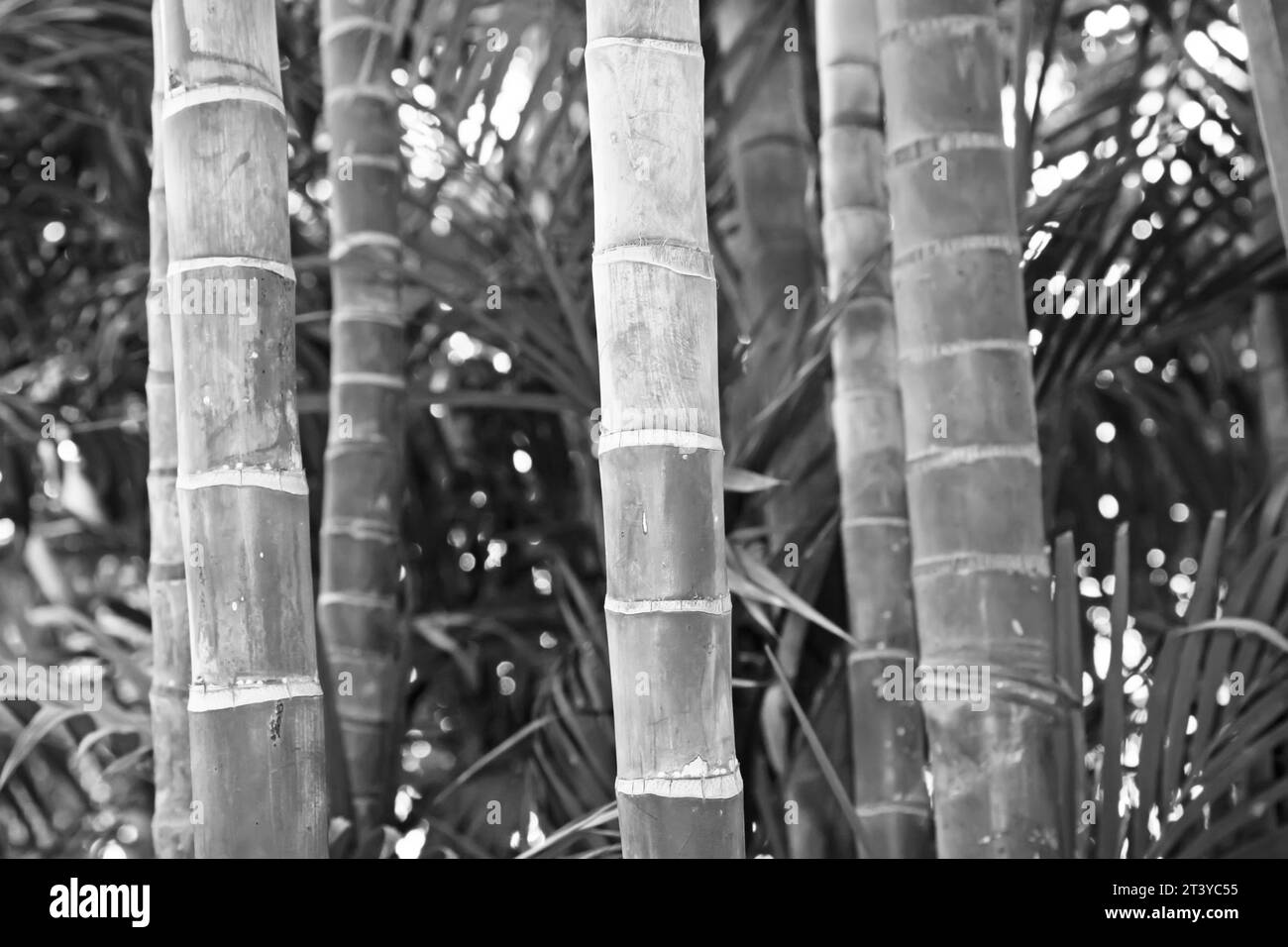Brown bamboo stalks in a garden, north china Stock Photo
