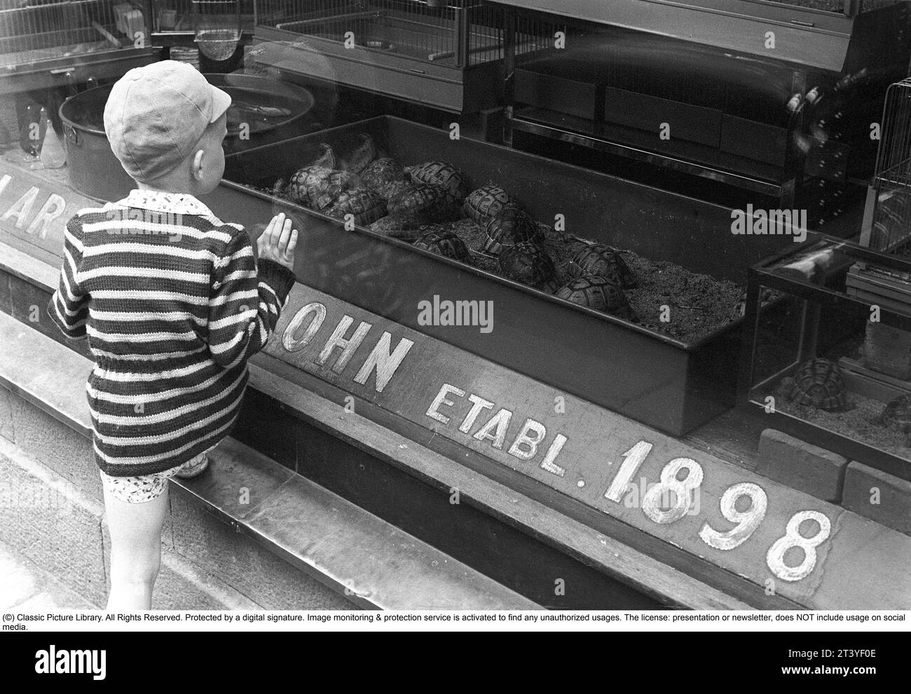 Stockholm 1954. A boy is fascinated by the turtles in the shop window of the Axel Cohn shop at Mäster Samuelsgatan 52. A shop that also sold caged birds and aquarium fish. Axel Cohn wrote the book Akvarieboken in 1929; a guide to the selection and care of aquarium fish. Birds fascinated the actually Danish citizen Axel Cohn, who already in the 1890s established his first pet shop in Klarakvarteren in Stockholm. Then he started selling canaries and other exotic birds, which was a novelty at the time. In the 1920s, wild-caught native birds were most commonly used as cage birds. Sweden. Kristoffe Stock Photo