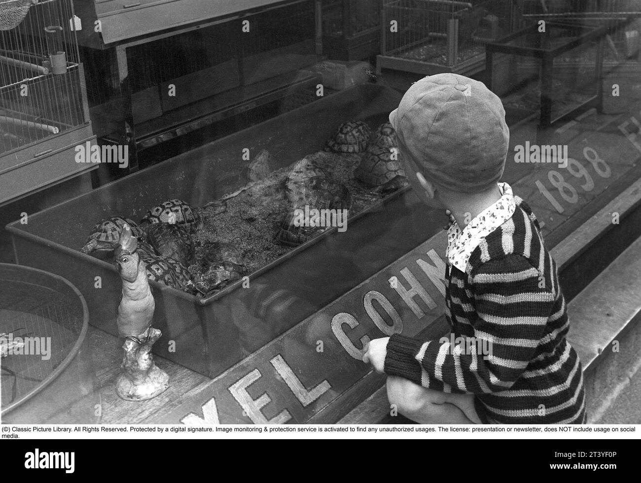 Stockholm 1954. A boy is fascinated by the turtles in the shop window of the Axel Cohn shop at Mäster Samuelsgatan 52. A shop that also sold caged birds and aquarium fish. Axel Cohn wrote the book Akvarieboken in 1929; a guide to the selection and care of aquarium fish. Birds fascinated the actually Danish citizen Axel Cohn, who already in the 1890s established his first pet shop in Klarakvarteren in Stockholm. Then he started selling canaries and other exotic birds, which was a novelty at the time. In the 1920s, wild-caught native birds were most commonly used as cage birds. Sweden. Kristoffe Stock Photo