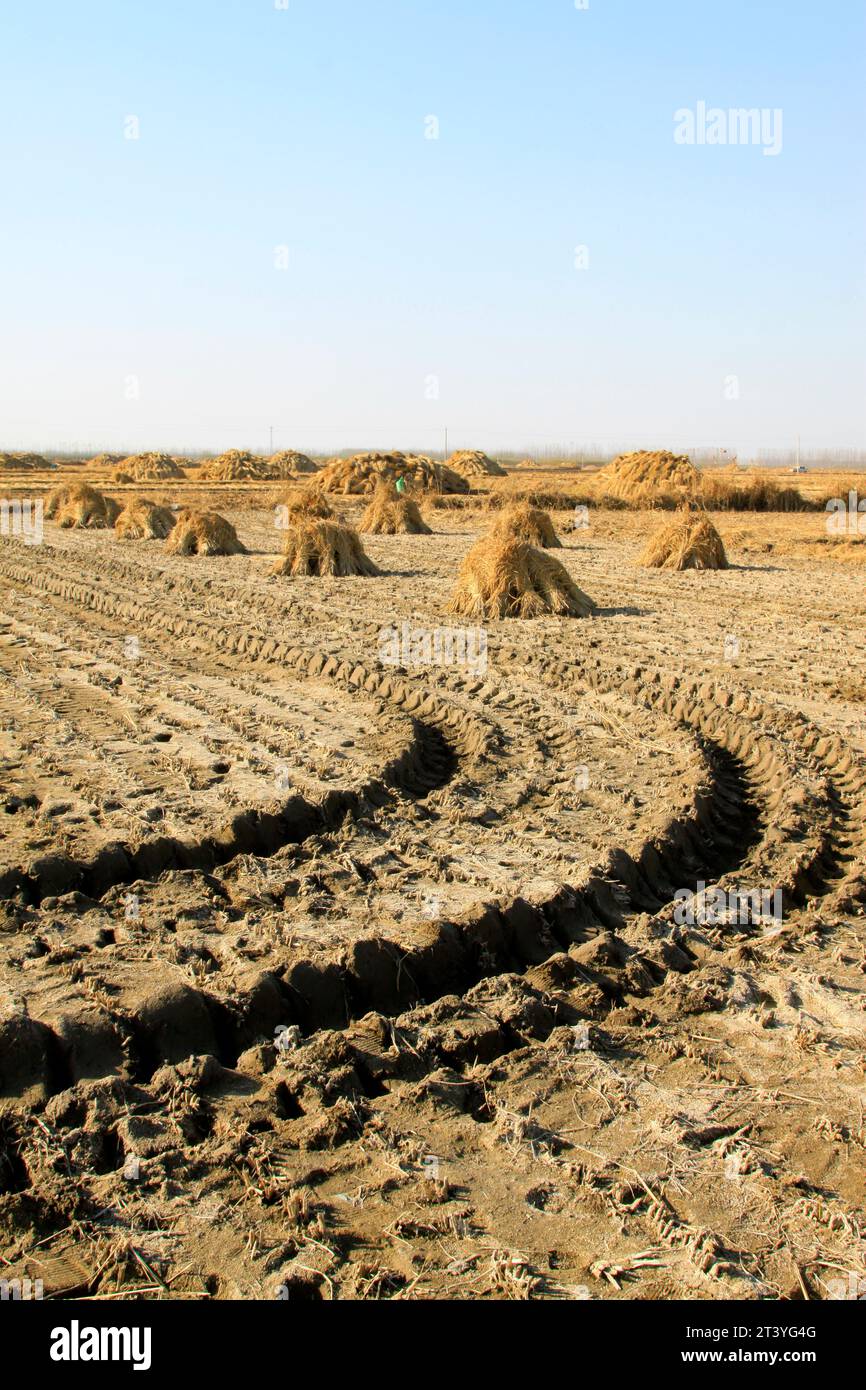 Chinese Rice Trap China drought rice hi-res stock photography and images - Alamy