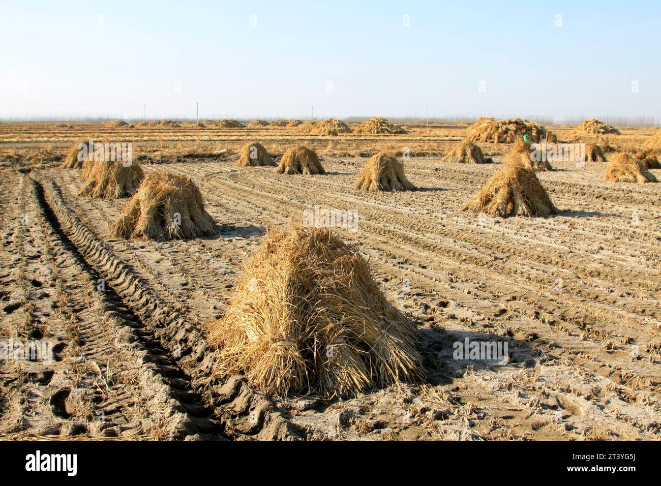 China drought rice hi-res stock photography and images - Alamy