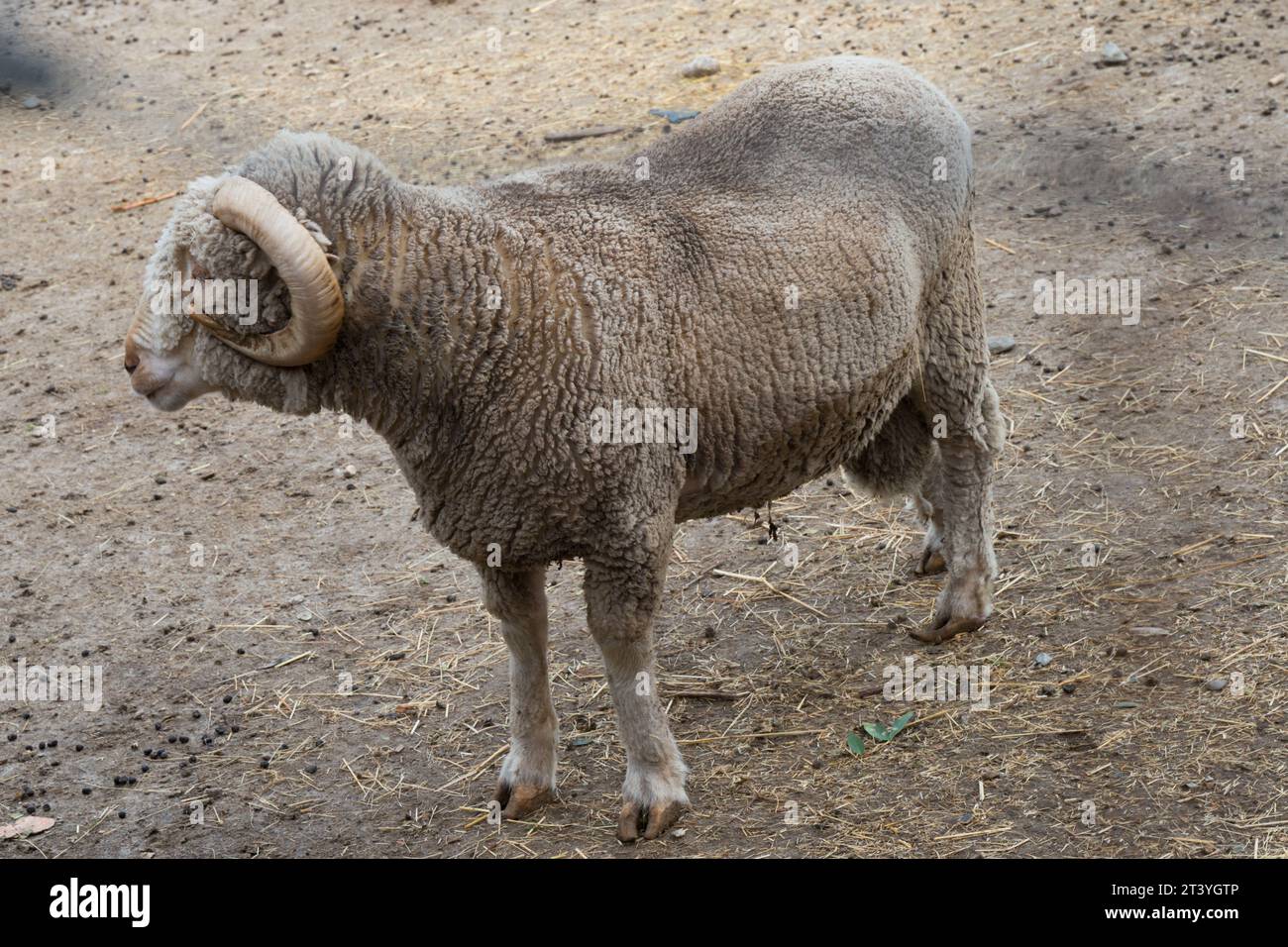 Male sheep looking to the left. Rascafria, Spain Stock Photo