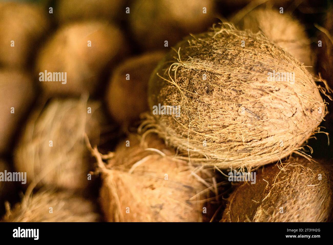 Close up of dehusked coconut pods in a street shop. Front view. Fresh tropical fruits and vegetables copy space blurred background Stock Photo