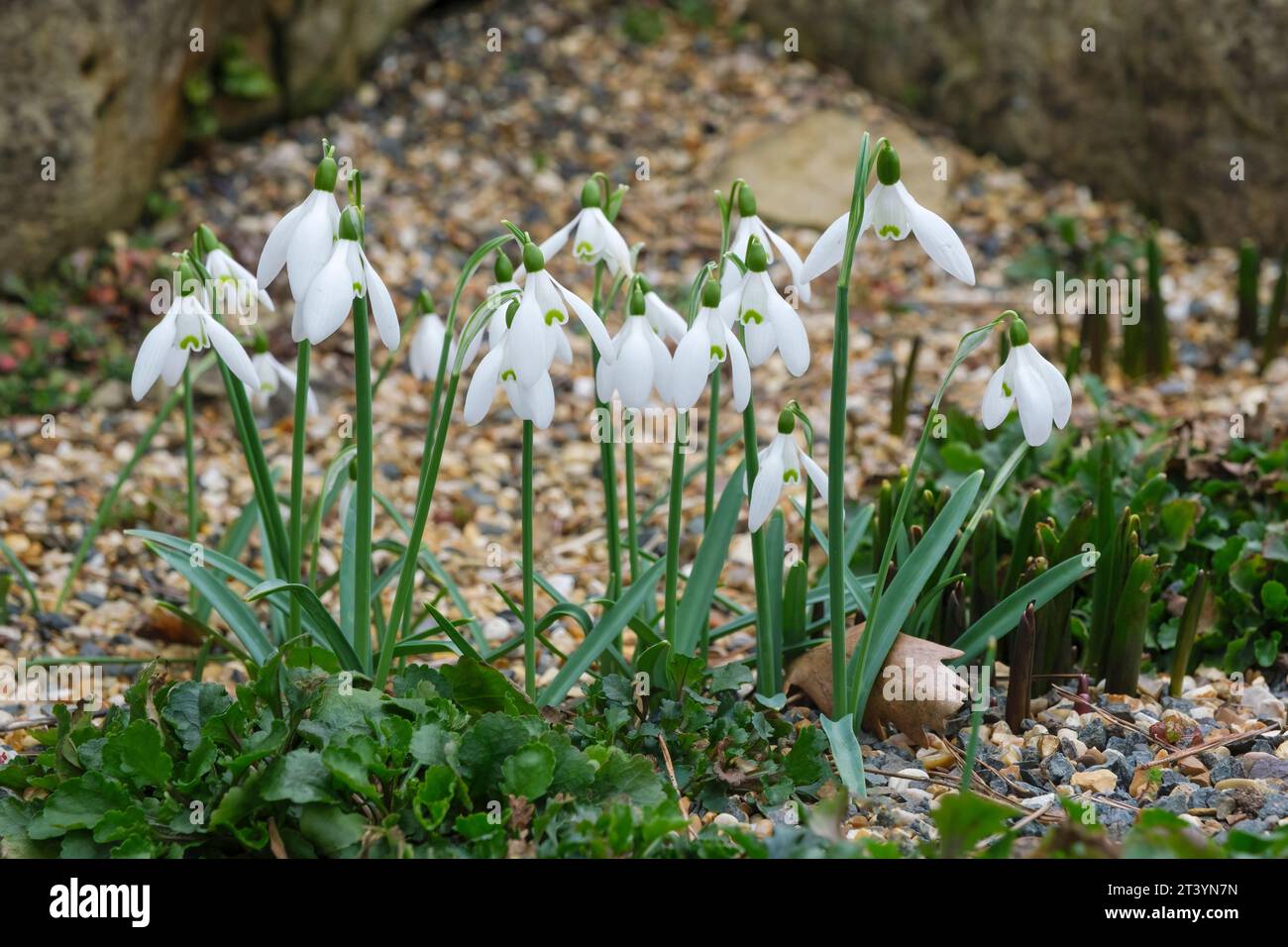 Galanthus nivalis Straffan, snowdrop Straffan, clump of snowdrops in flower in late winter Stock Photo