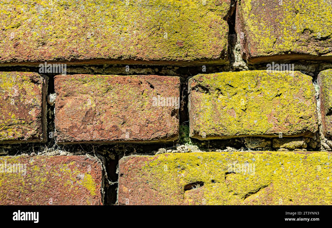 brick and green moss texture background closeup Stock Photo