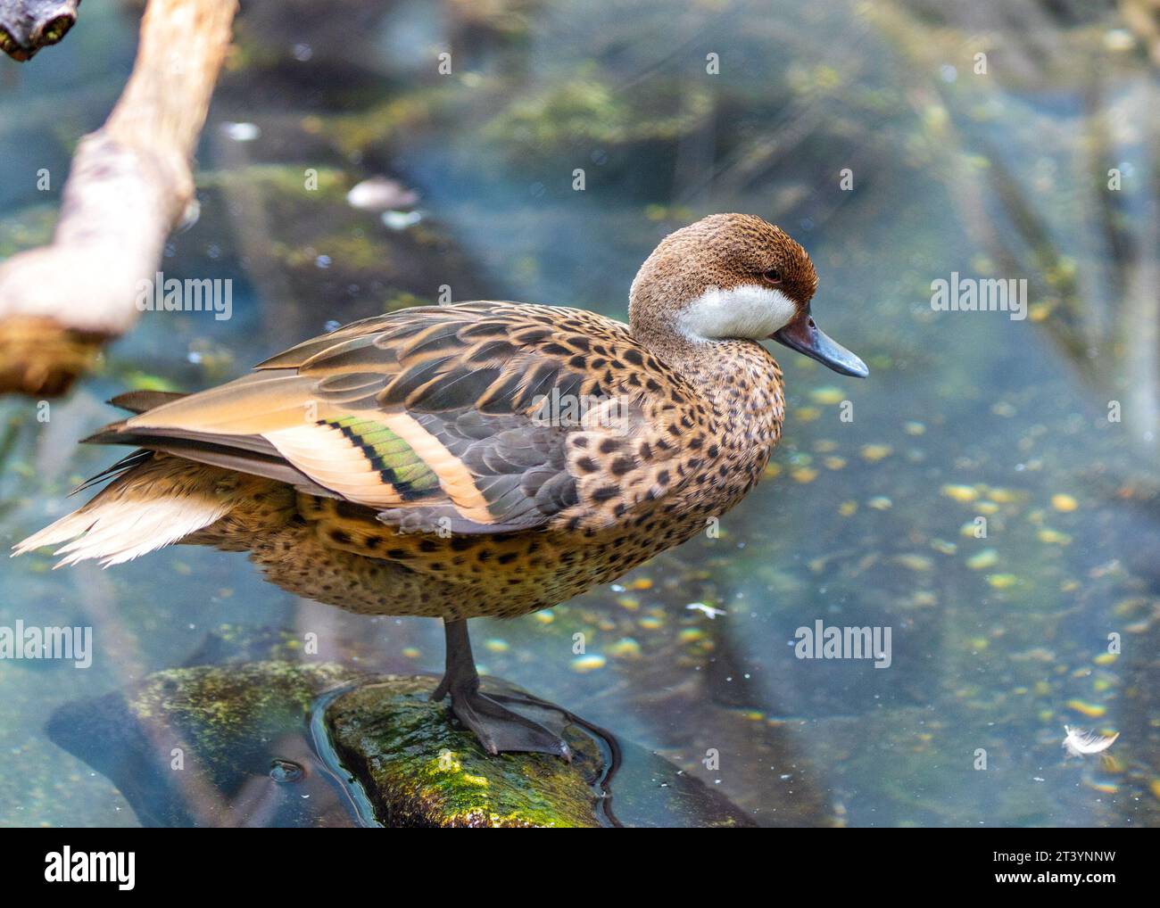 Medium-sized duck with a white cheek patch and a long, slender tail. Found in freshwater wetlands in Southeast Asia. Stock Photo