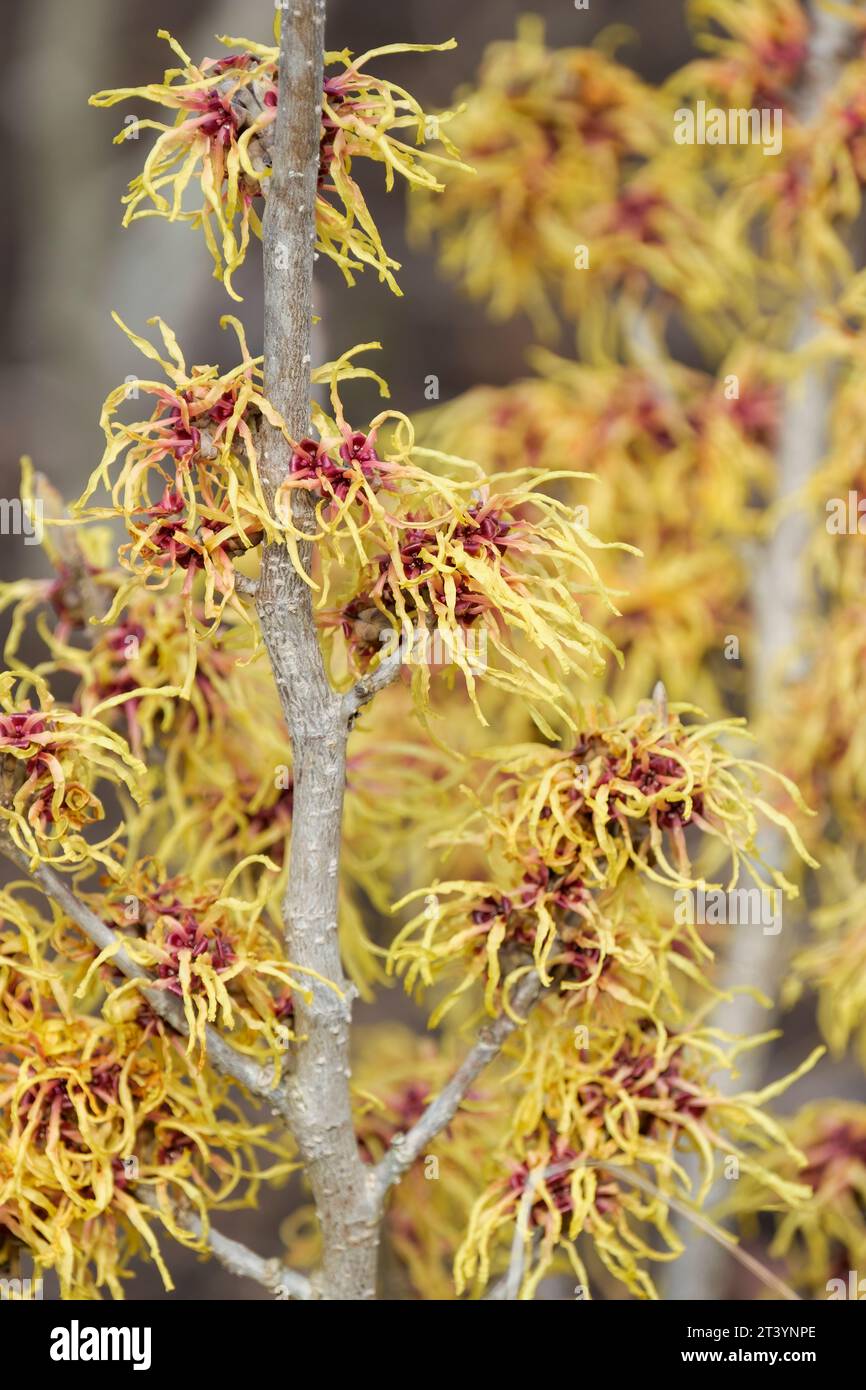Hamamelis × intermedia Chris, witch-hazel Chris, red-flushed, golden-yellow flowers with linear, crimped petals on bare branches in late winter Stock Photo