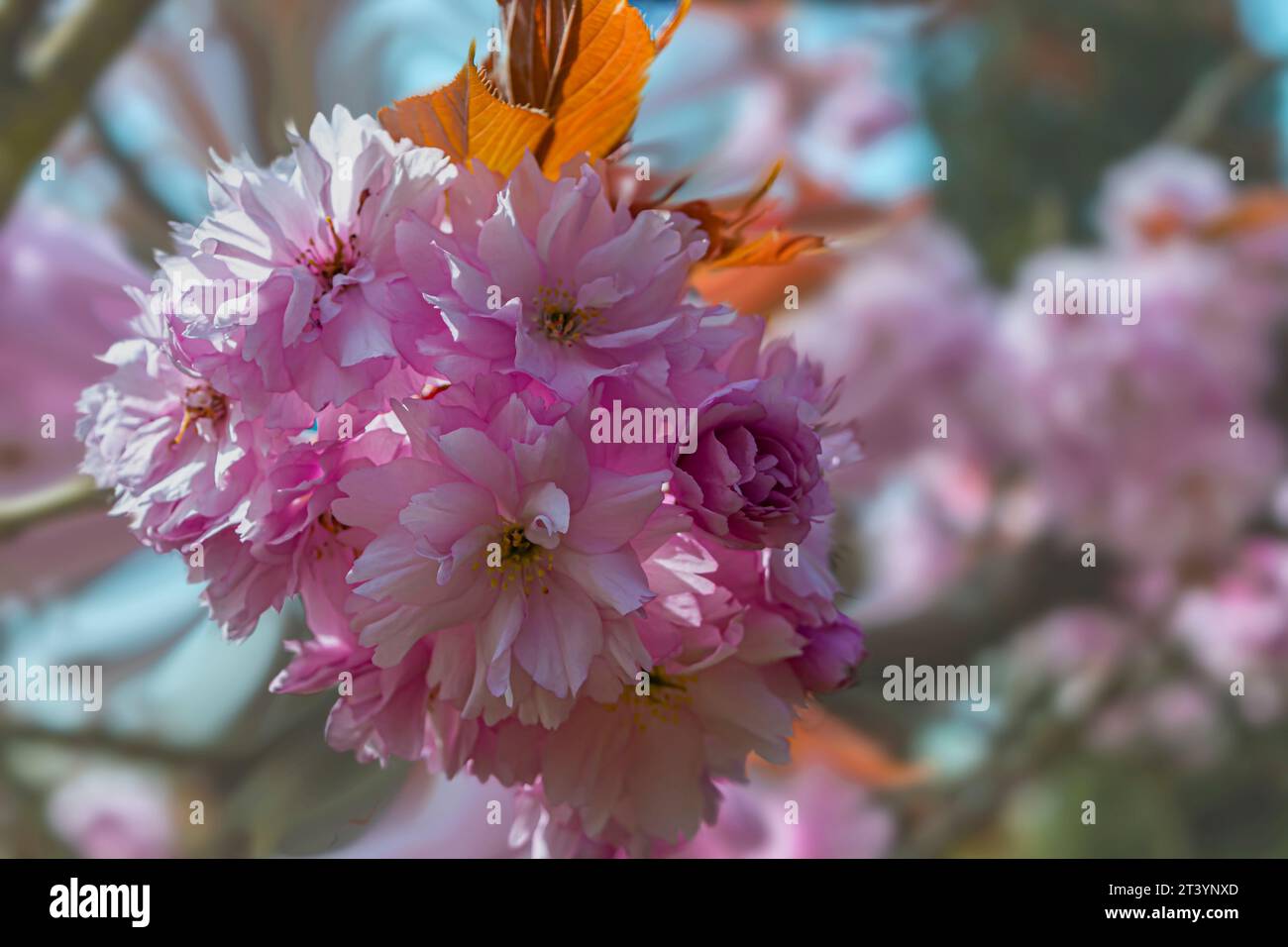 pink cherry blossoms bokeh effect close-up Stock Photo