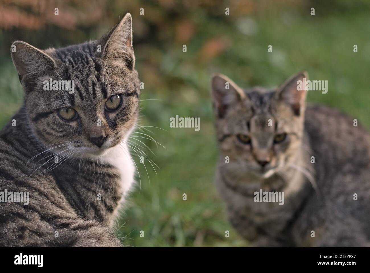 Two grumpy cats portrait. Photograph disturbed them and they do not like it. Felis catus. Stock Photo
