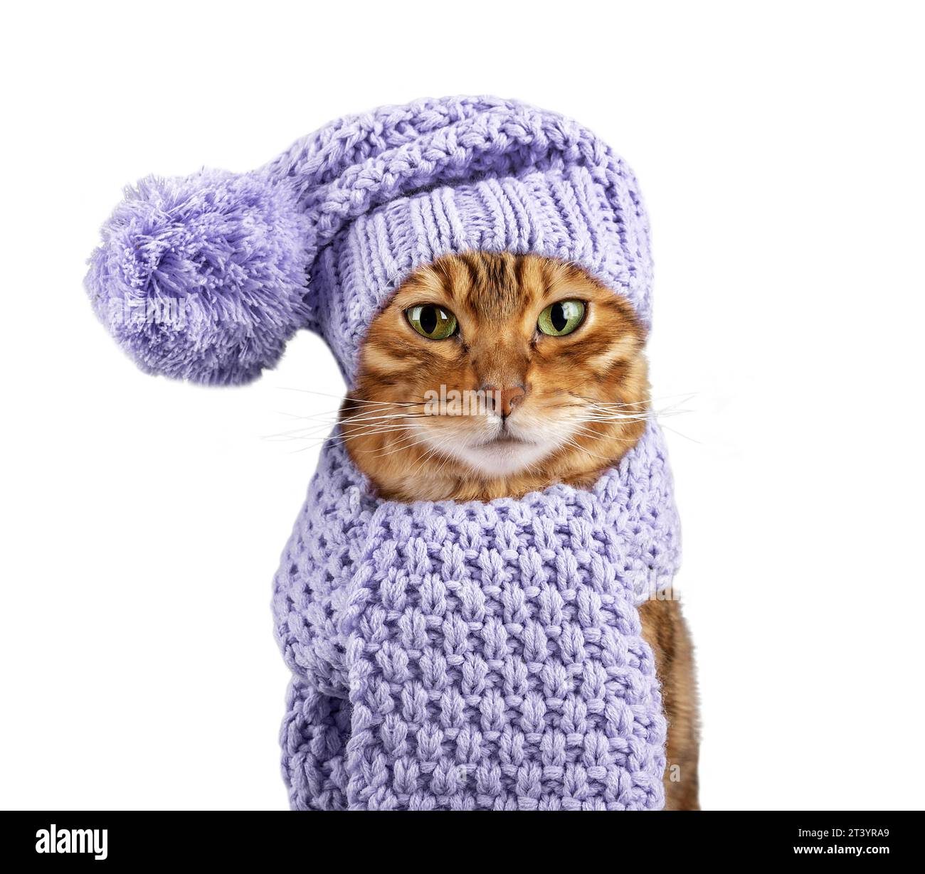 Bengal cat in a warm knitted hat and scarf on a white background. Cat in clothes isolated. Stock Photo