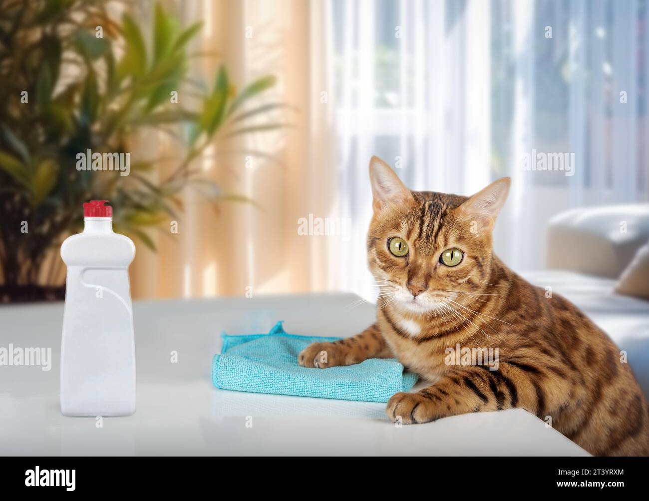The cat wipes the table with a microfiber cloth. The cat is cleaning the house. Stock Photo