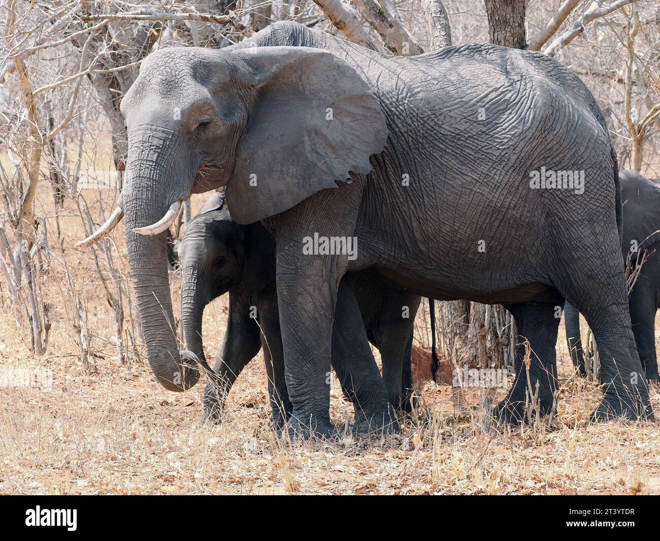 Loxodonta africana (éléphant de savane)