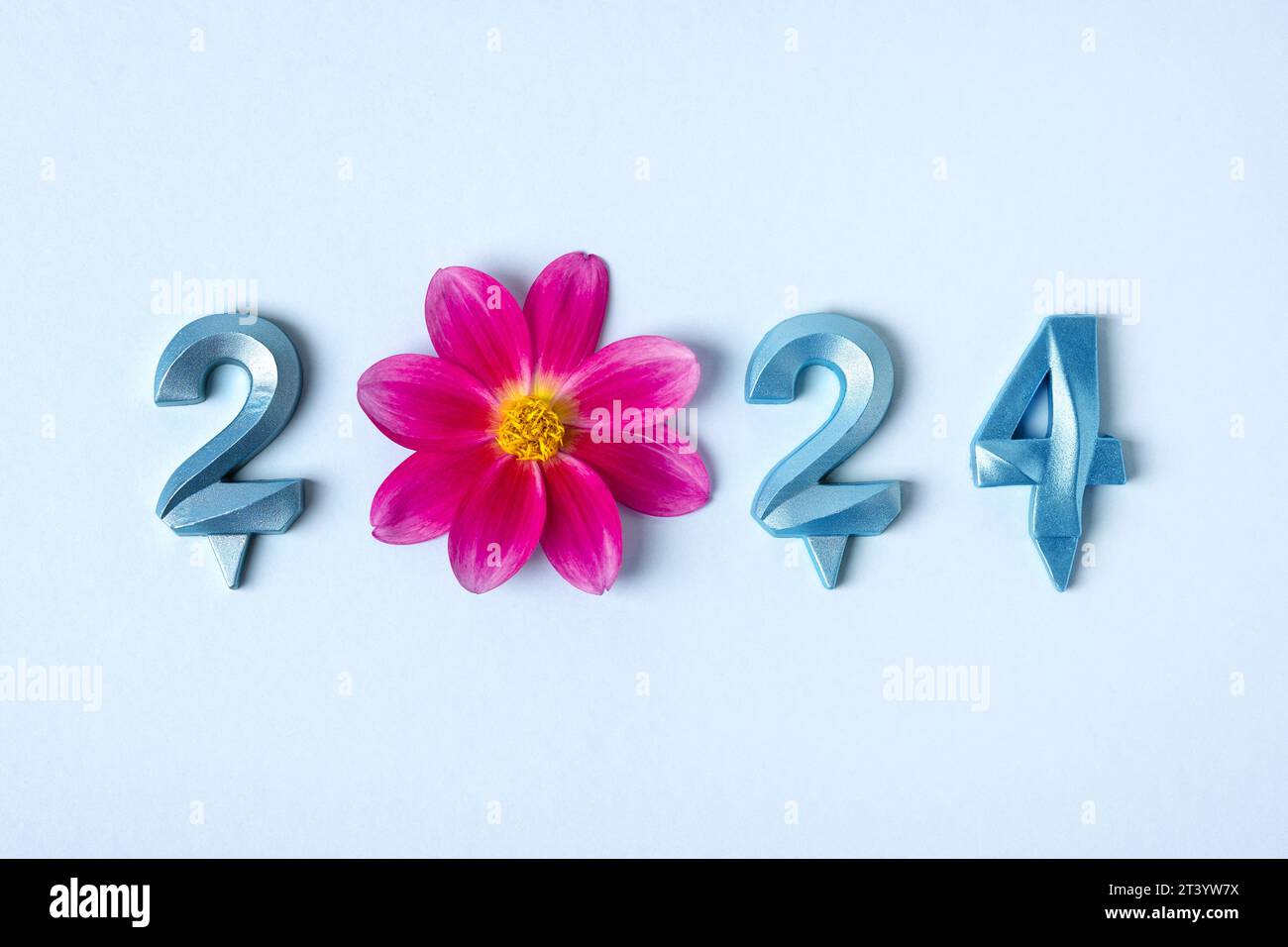 Pink numbers and pink dahlia flowers on a blue background. 2024 new year idea concept. Simple and clean design Happy New Year 2024 and Merry Christmas Stock Photo