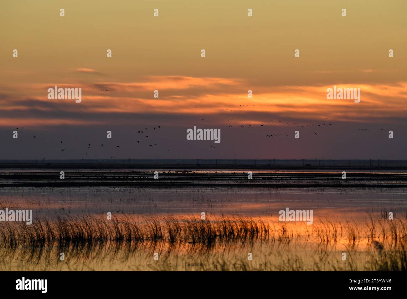 Zhenlai, China's Jilin Province. 26th Oct, 2023. Migrant birds are pictured in Zhenlai County of Baicheng City, northeast China's Jilin Province, Oct. 26, 2023. Flocks of migratory birds have made stopovers in Zhenlai of Jilin Province, as they make their way toward the south to get through the winter. Credit: Zhang Nan/Xinhua/Alamy Live News Stock Photo