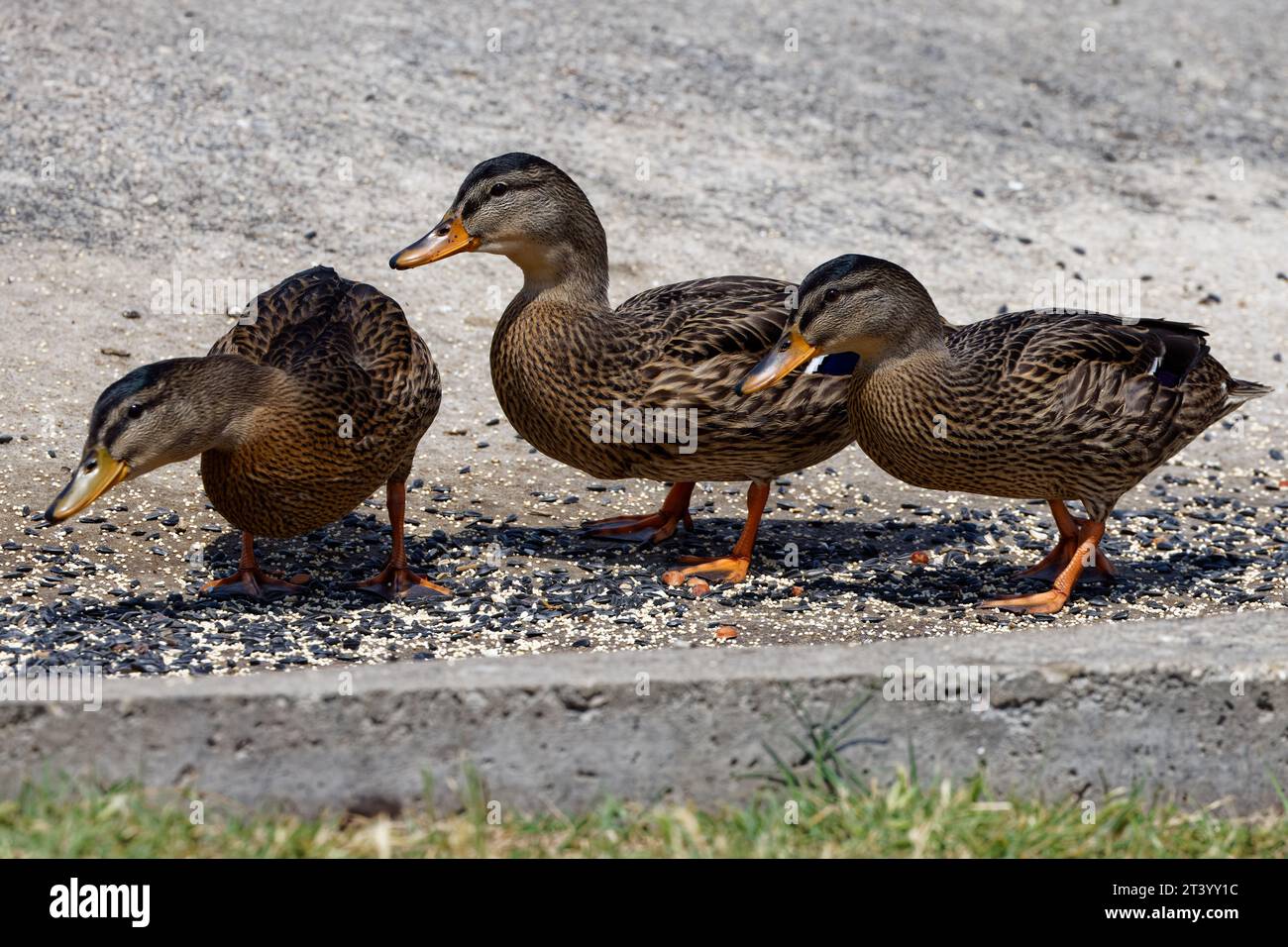 This photograph captures some Mallards (Immature Female) on a summer day.  Females have mainly brown-speckled plumage. Stock Photo