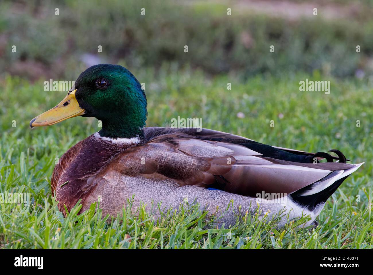 This photograph captures a beautiful Mallard (Male) on an autumn morning.  Mallards are dabbling ducks found around the world. Stock Photo