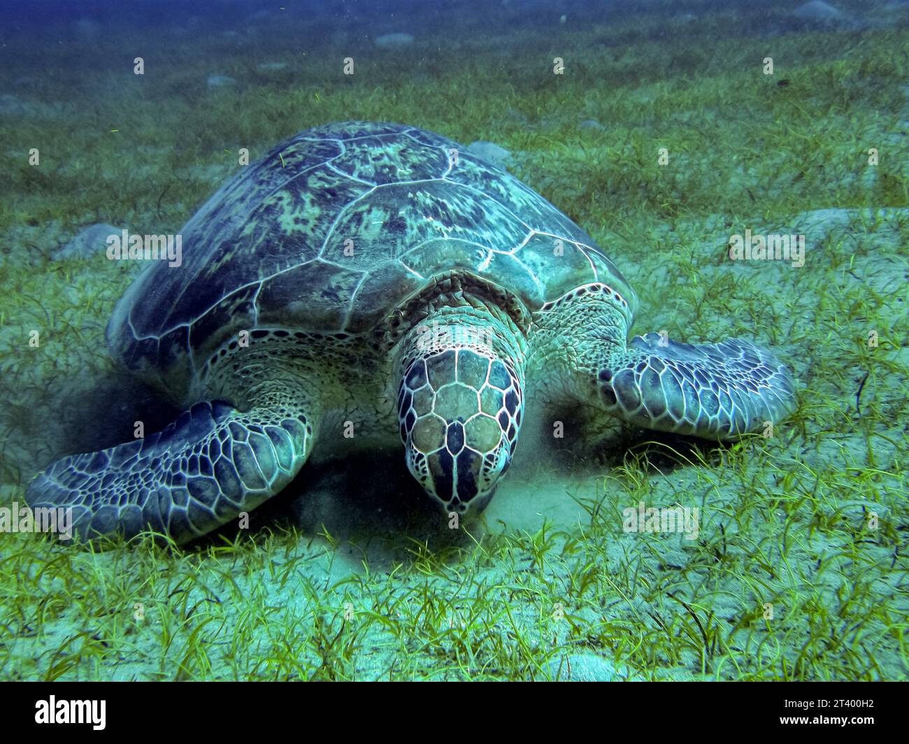 Turtle underwater in the red sea Stock Photo - Alamy