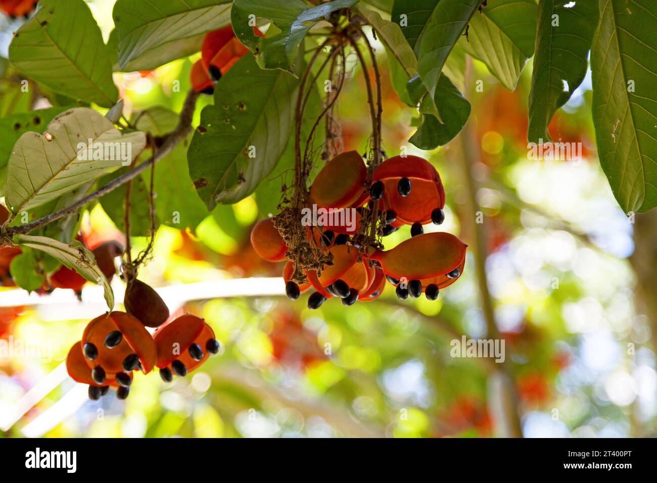 The Sterculia quadrifida, also known as the peanut tree, or red-fruited kurrajong is a small tree that grows in the rainforests, vine thickets and gal Stock Photo