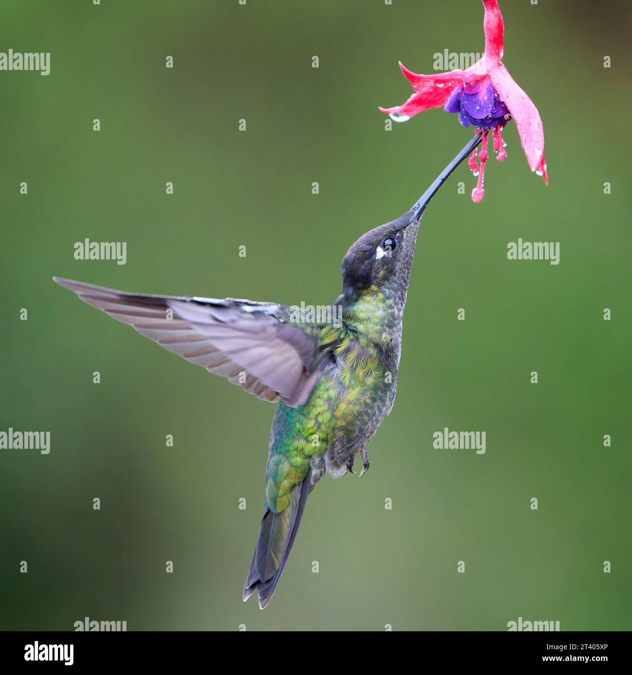 Talamanca Hummingbird Stock Photo